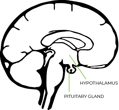 drawing of the human brain showing the location of the hypothalamus and pituitary gland